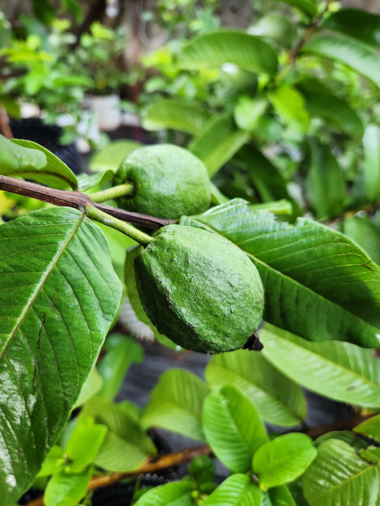 Flowering fruit plant in Ernakulam