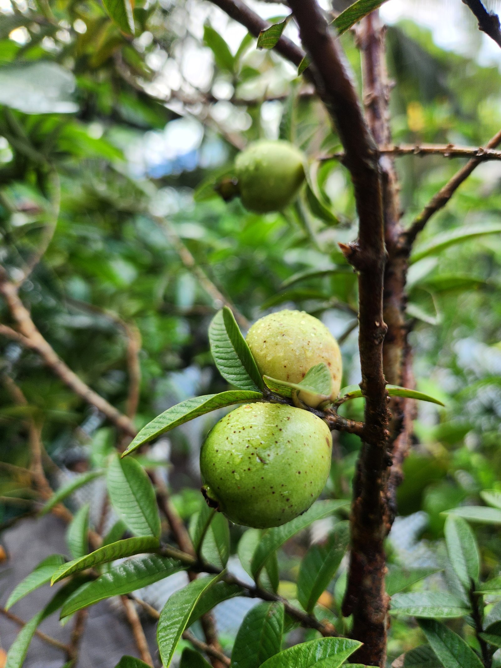 Rare tropical fruit tree for sale