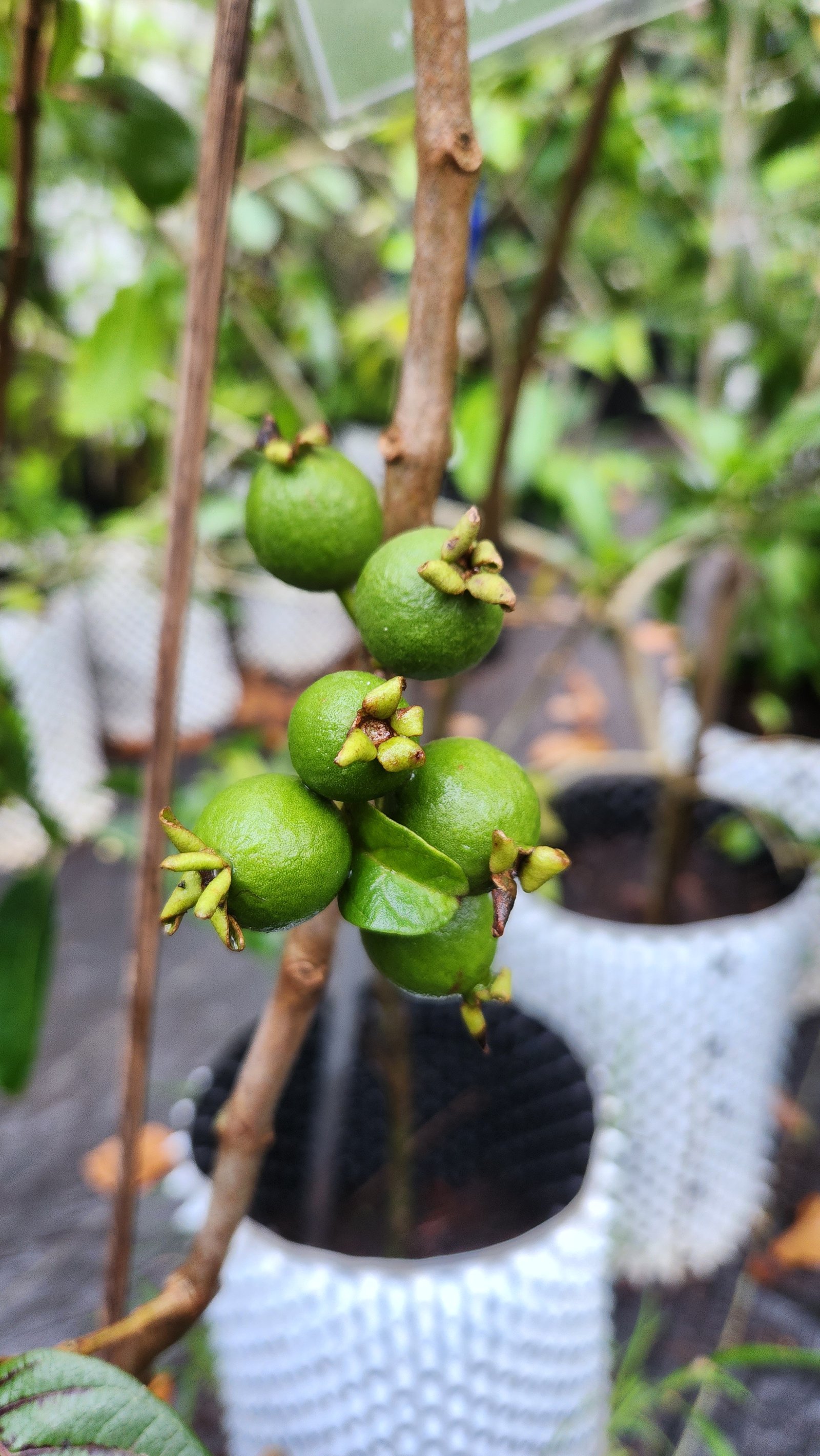 Asoka Fruit Plants nursery collection