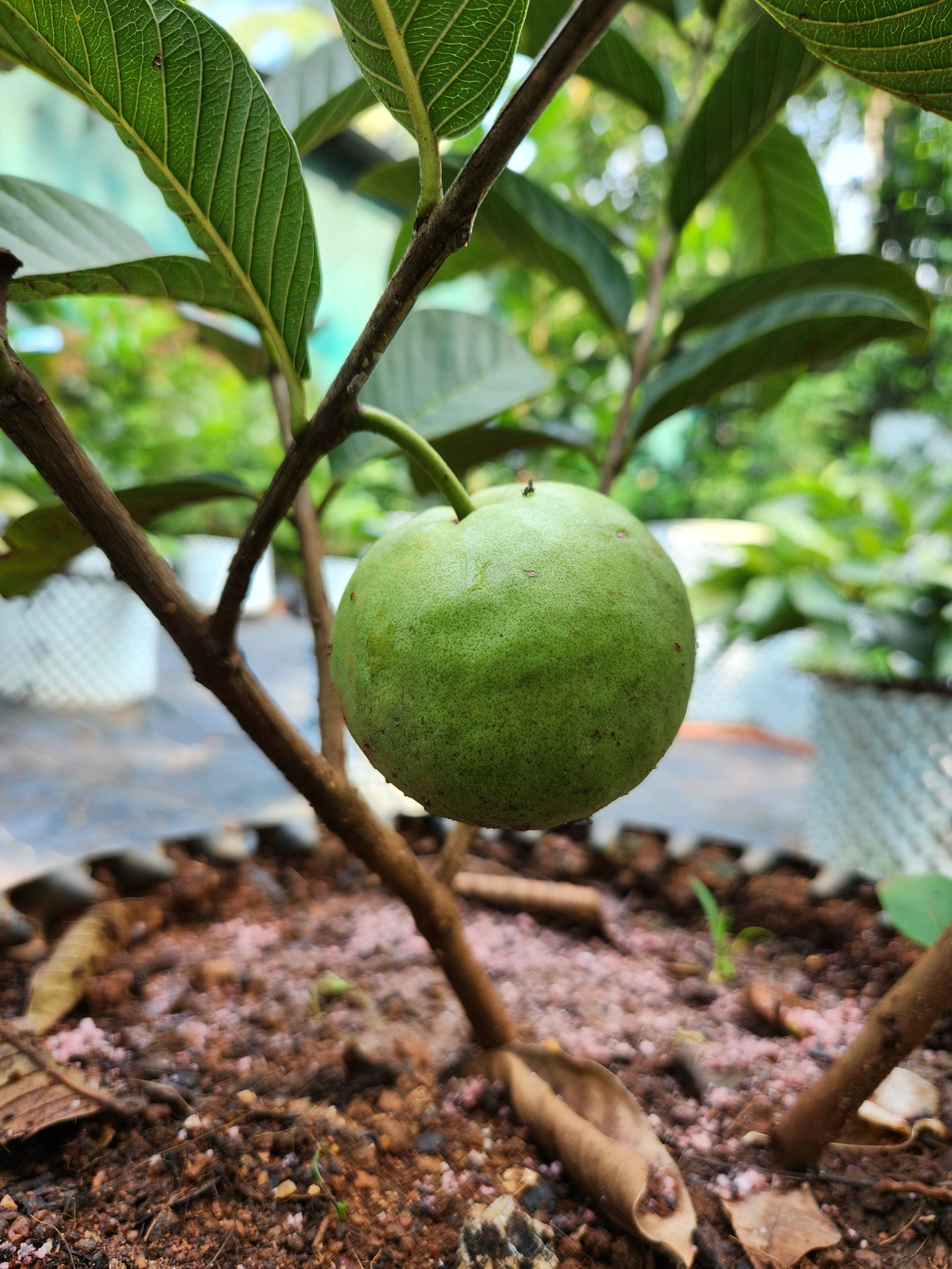 Fresh Milk Fruit from Asoka Fruit Plants