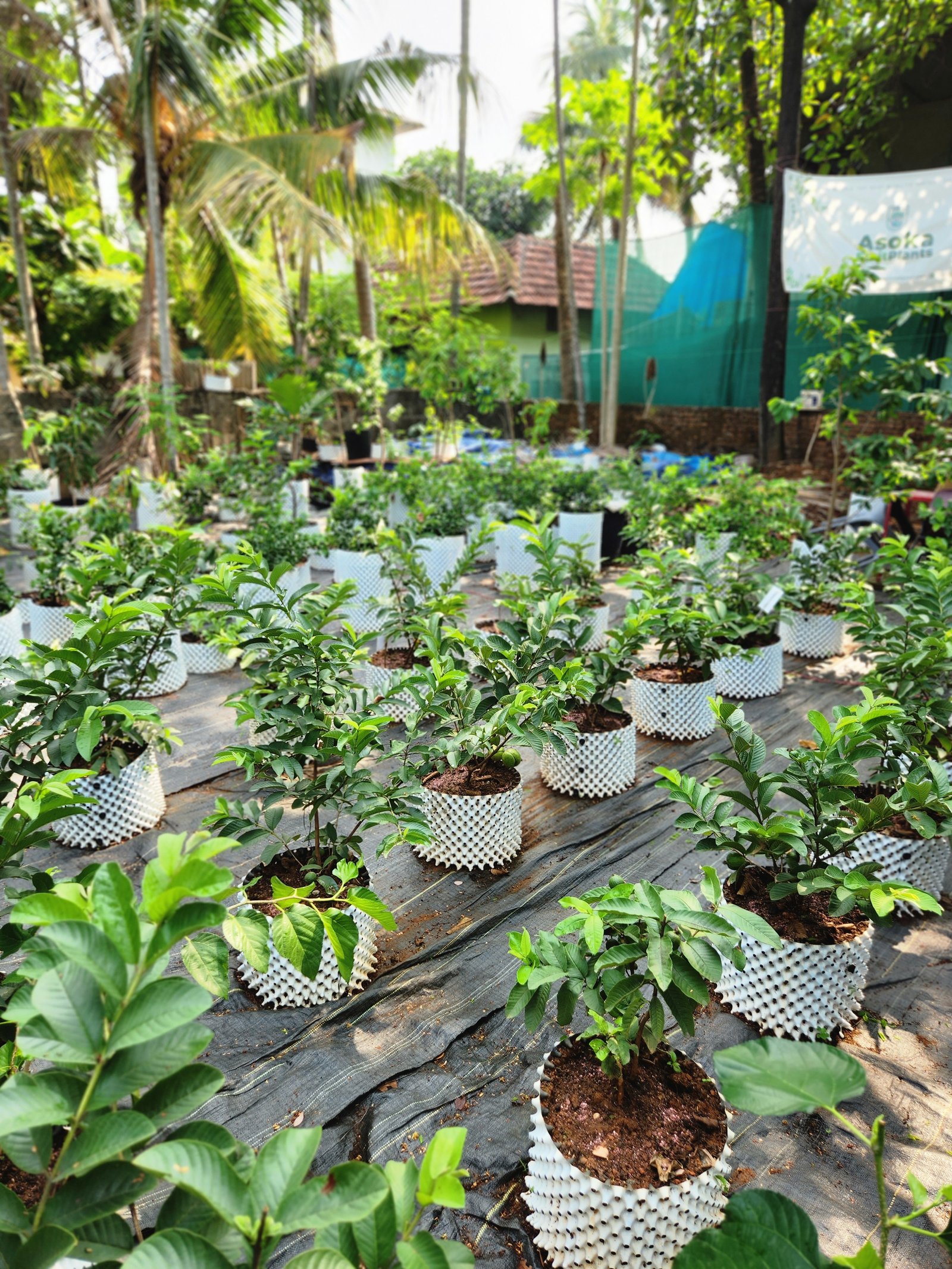 Vietnam Plavu Jackfruit sapling for sale