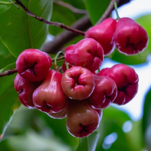 Apple Champa (Water Apple) sapling