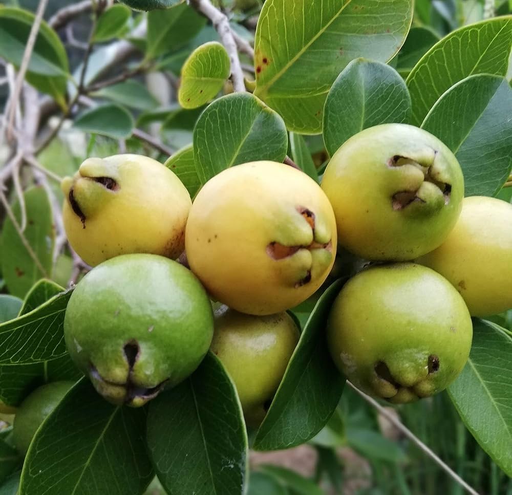 Strawberry Guava (Yellow) fruit plant